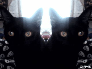 black cats cat GIF