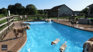 Fun in the Sun: Pooches Enjoy Some Time in the Pool at Doggy Daycare