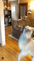 Fascinated Dog Can't Keep Away From Wind Chime