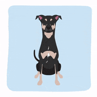 outfoxeddesign dog pet pupper wagging GIF