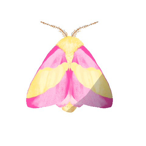 rikkipaepke fly butterfly wings bug Sticker