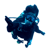 Hope Coral Sticker by Sheba Official