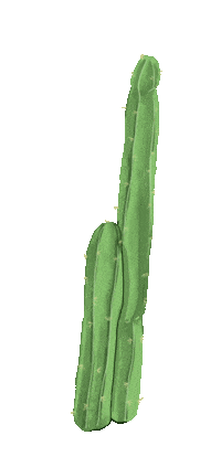 theanmonresortbintan boho cactus desert hippie Sticker