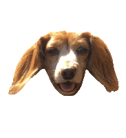 dachshund rajah Sticker by beangoods