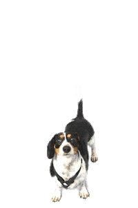 RobPruitt happy dog excited jump Sticker