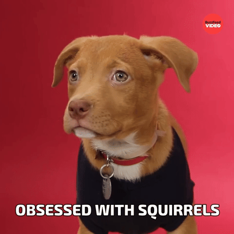 Obsessed with squirrels