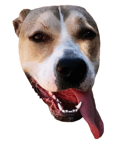 Gifsforgood Sticker by Red Beard