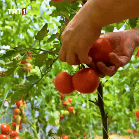 Fruit Leaf GIF by TRT