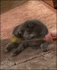 surprised cat GIF