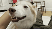 Milamute GIF