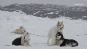 viceland GIF by Dead Set on Life