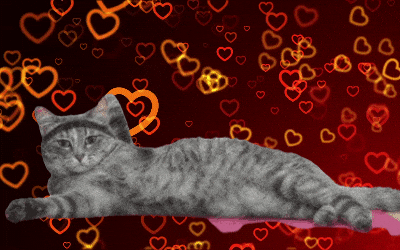 removebg giphyupload cat heart workout GIF