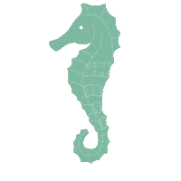 Bali Starfish Sticker by Wanderlustandco