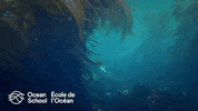 oceanschoolnow ocean swimming seal hiding GIF