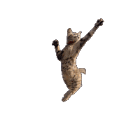 Dance Cat Sticker