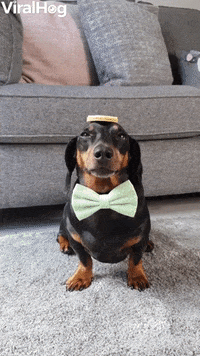 Biscuit Stack Balances Skilfully On Doggys Head GIF by ViralHog