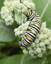 Poop GIF by U.S. Fish and Wildlife Service