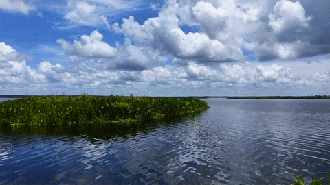 paynes prairie clouds GIF by University of Florida