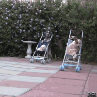 doggie races GIF