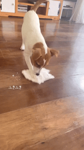 cuteanimalland giphyupload GIF