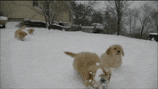 puppy hang GIF