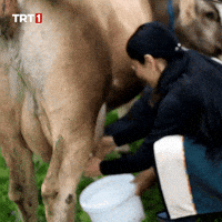 Angry Stop GIF by TRT