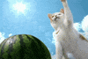 Cat Beach GIF
