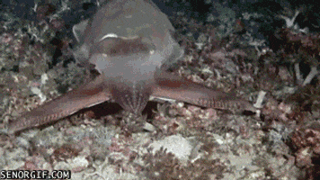 creatures cuttlefish GIF by Cheezburger