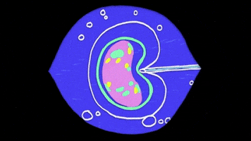 Cell Division Mind Blown GIF by Massive Science