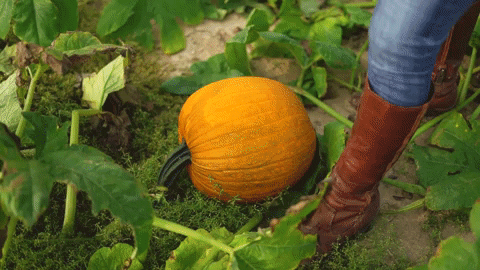 FreyFarms giphygifmaker GIF