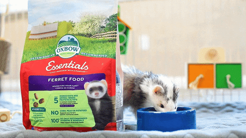 Food Ferret GIF by Oxbow Animal Health