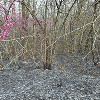 Forest Trees GIF by Trevor Anderson