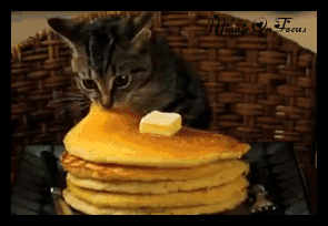 cats hungry GIF
