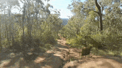 Forest Mountain GIF by The Traitors Australia