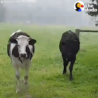 GIF by The Dodo