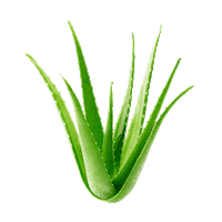 Aloe Sticker by trnd