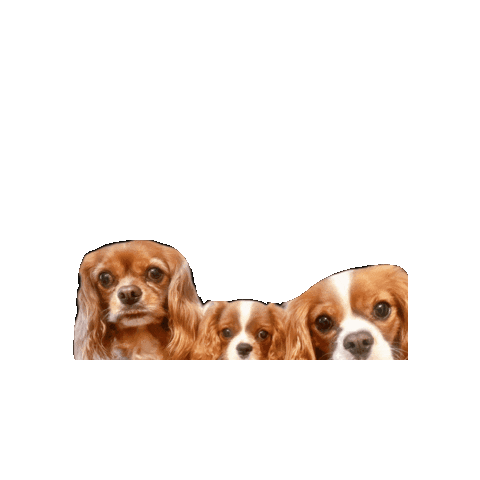 Puppy Cavalierkingcharlesspaniel Sticker