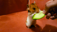 Here's an Adorable Hamster Eating a Lovely Cucumber