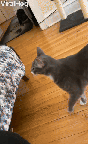 Claw Hand Has Cat Curious
