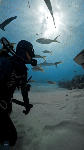Tiger Shark Nuzzles Diver Friend in Bahamas