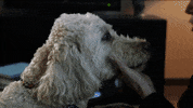 tom skilling dancing GIF by WGN Morning News