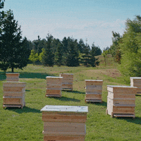 KauflandBulgaria fun bee kaufland kauflandbulgaria GIF