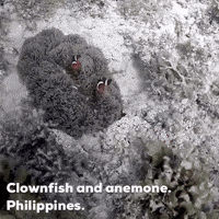 Sea Fish GIF by world-weather.ru