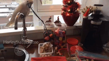 Constructive Cockatoo Helps With Handmade Christmas Gifts