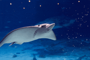 GIF by Georgia Aquarium