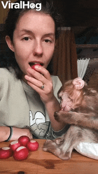 Having A Snack With A Rescued Baby Monkey GIF by ViralHog