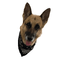 shopstarlow dog puppy shop bali Sticker