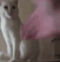 Confused Cat GIF