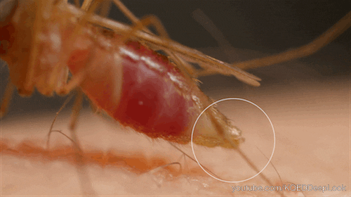miestopremuza giphyupload GIF