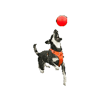 Dog Toy Sticker by Jolly Pets